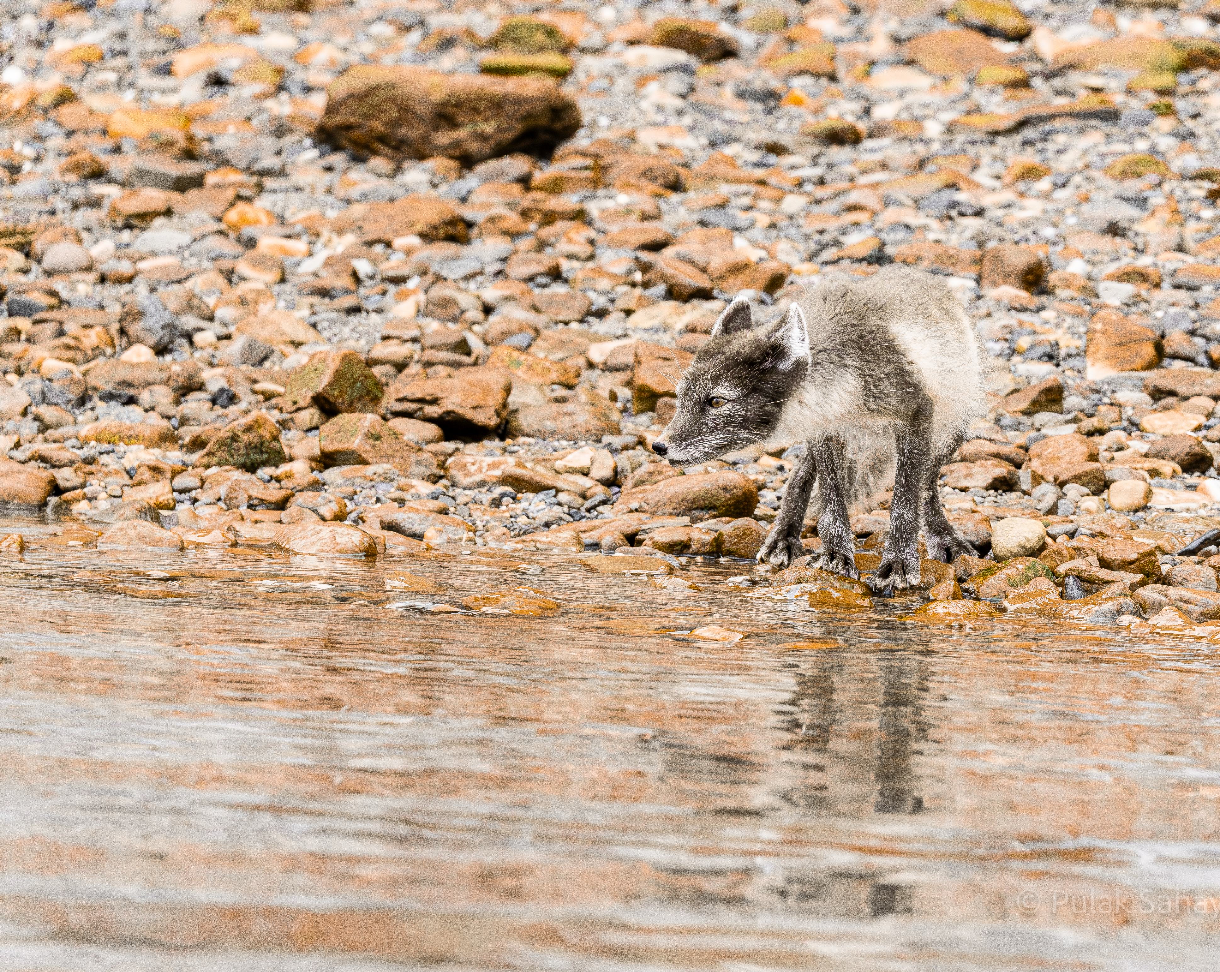 Arctic fox by water